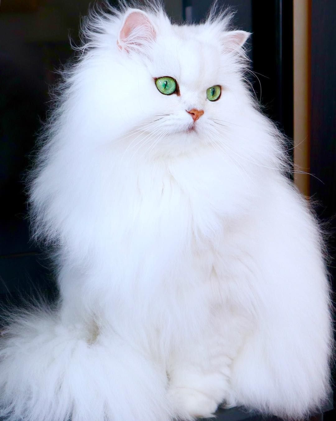 Pet